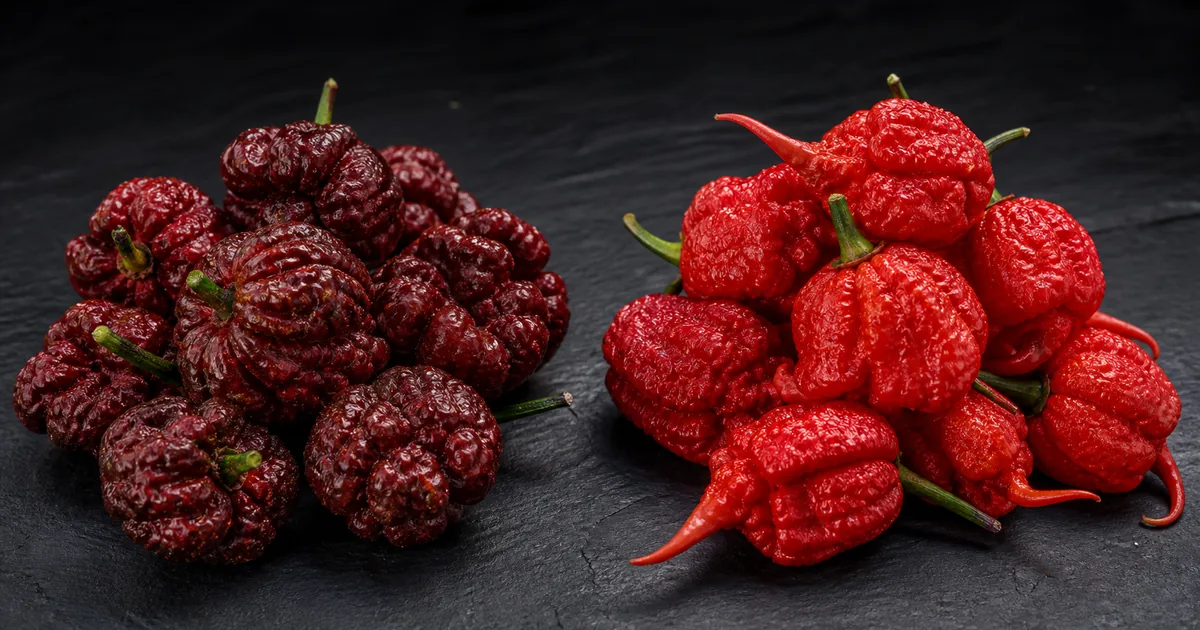 Dark Dragon's Breath peppers beside red Carolina Reaper peppers