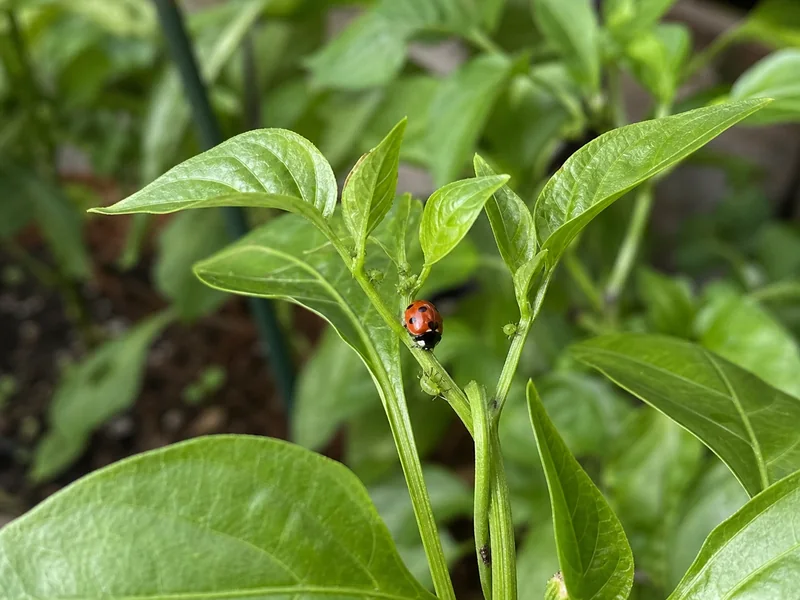 Lady beetle beside a few green aphids on new pepper plant growth