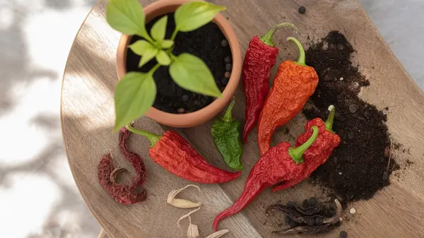 How to Grow Carolina Reapers
