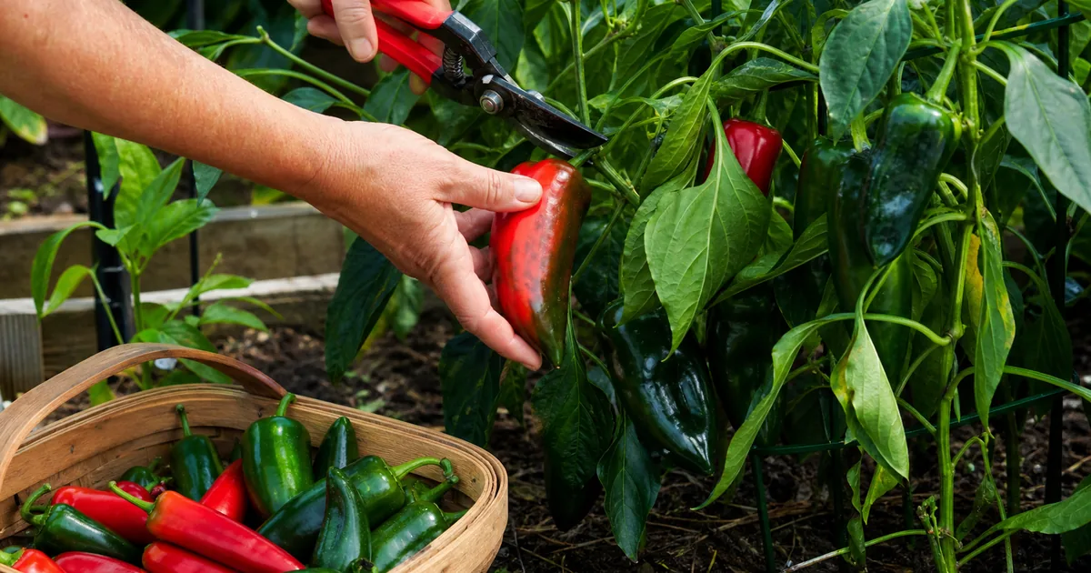 Pruners clipping a ripe pepper from a plant above a harvest basket