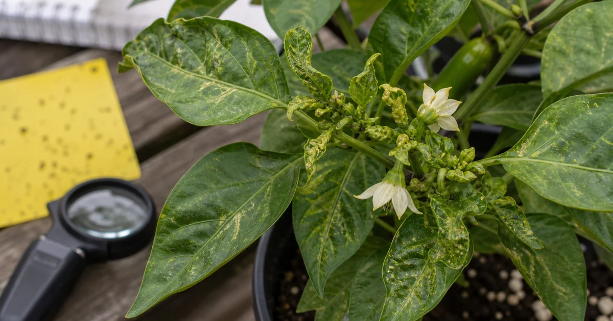 Pepper plant new growth inspected for thrips damage with a hand lens