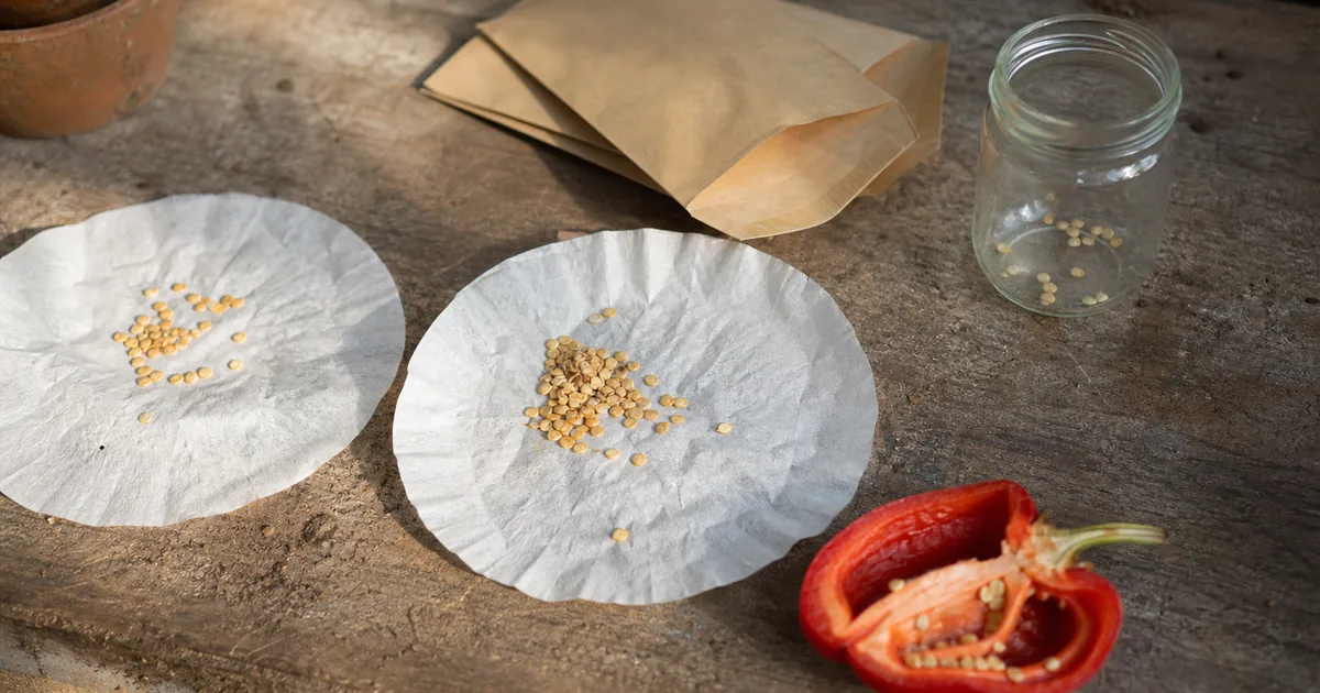 Pepper seeds drying on paper with labeled envelopes and a sealed jar