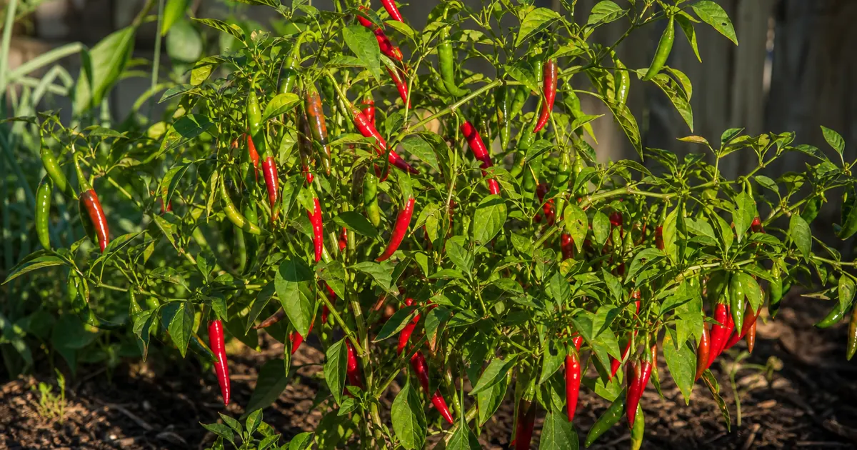 Pepper plant heavy with ripening red and green pods in full sun