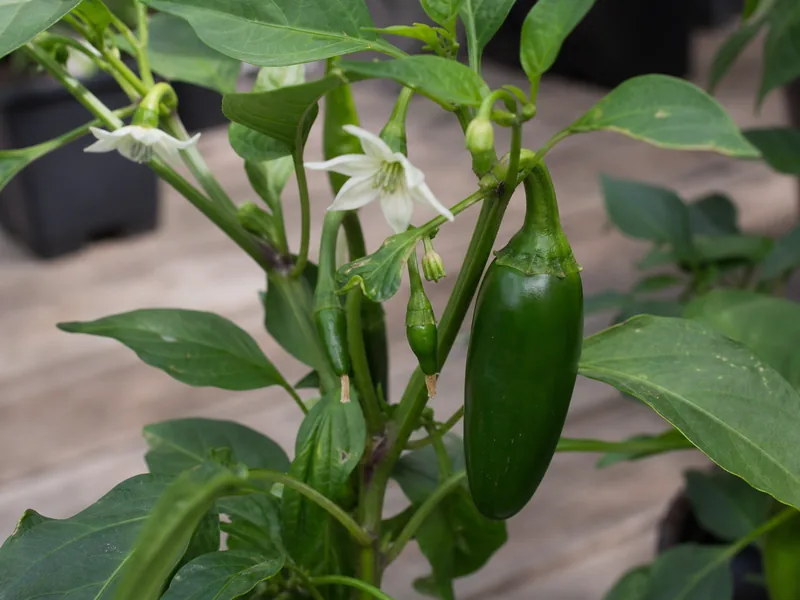 Jalapeno Plant Stages and Care Timeline - visual guide and reference