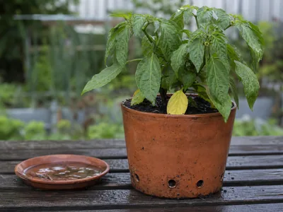 Overwatering Pepper Plants: Signs, Fixes, and Root Rot