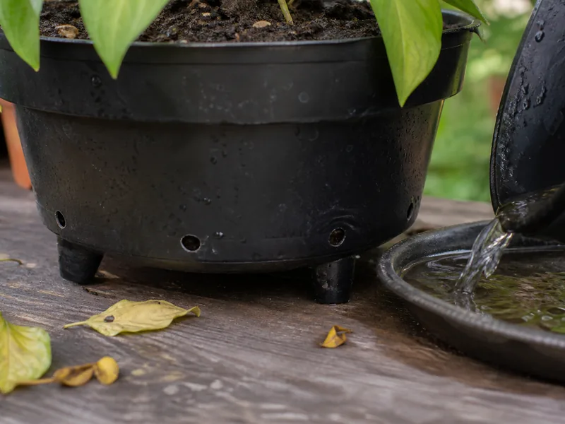 Overwatering Pepper Plants: Signs, Fixes, and Root Rot - visual guide and reference