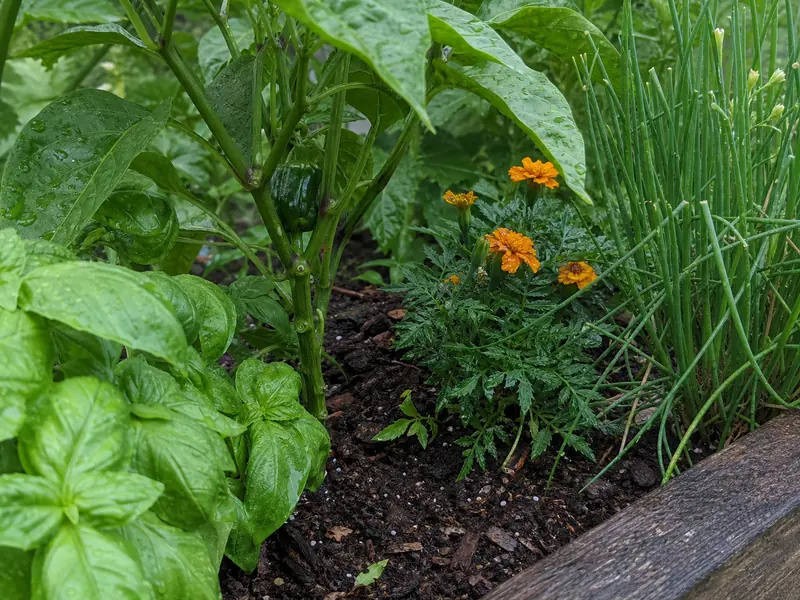Pepper Companion Plants: The Best and Worst Neighbors - visual guide and reference