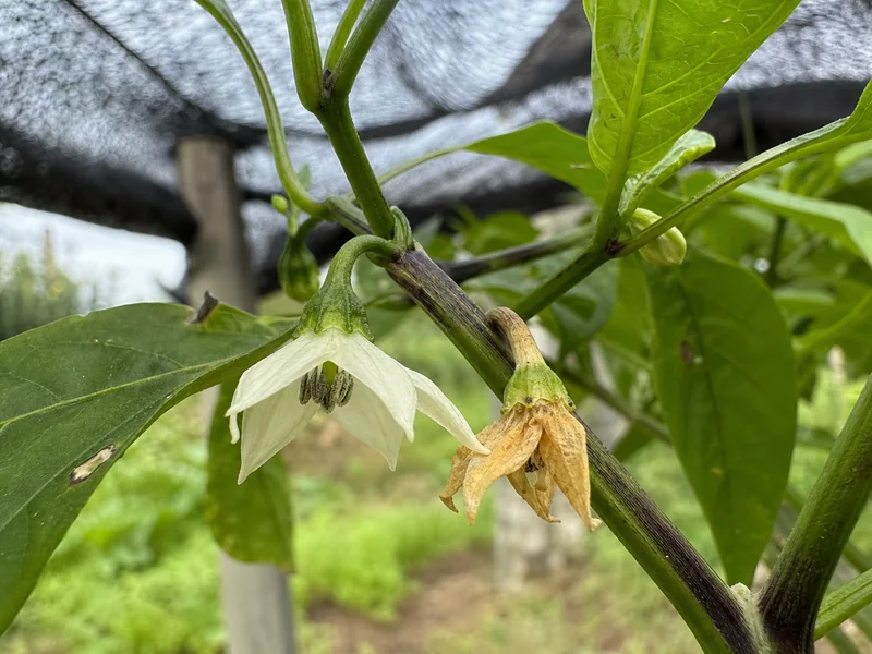 Pepper Plant Flowers Falling Off: Why Blooms Drop - visual guide and reference