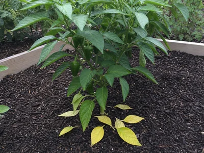Pepper Plant Leaves Falling Off: Pattern Guide