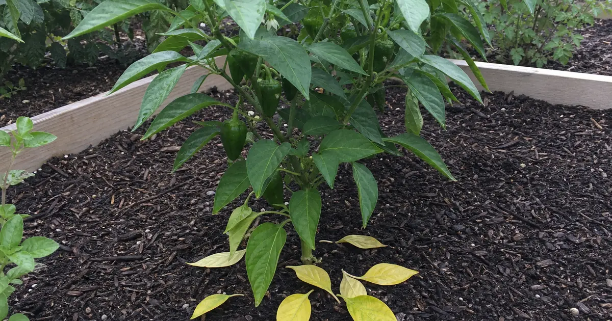 Pepper plant with yellow lower leaves fallen on mulch in a raised garden bed