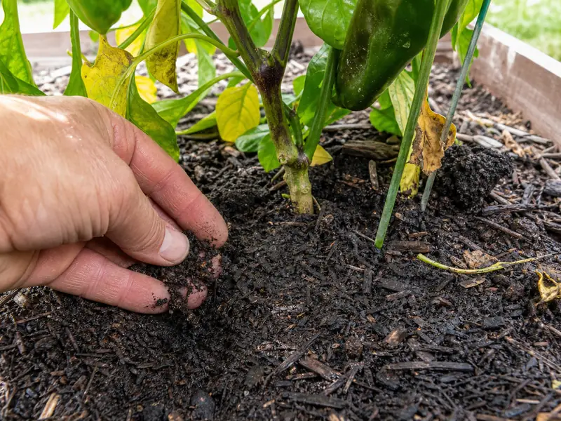 Hand checking damp soil at the base of a pepper plant with yellow lower leaves