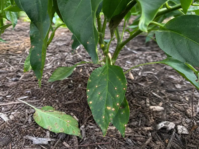 Pepper leaves with tan spots and dark edges before leaf drop
