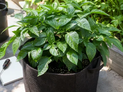 Pepper Plant Not Flowering: Why It Is All Leaves