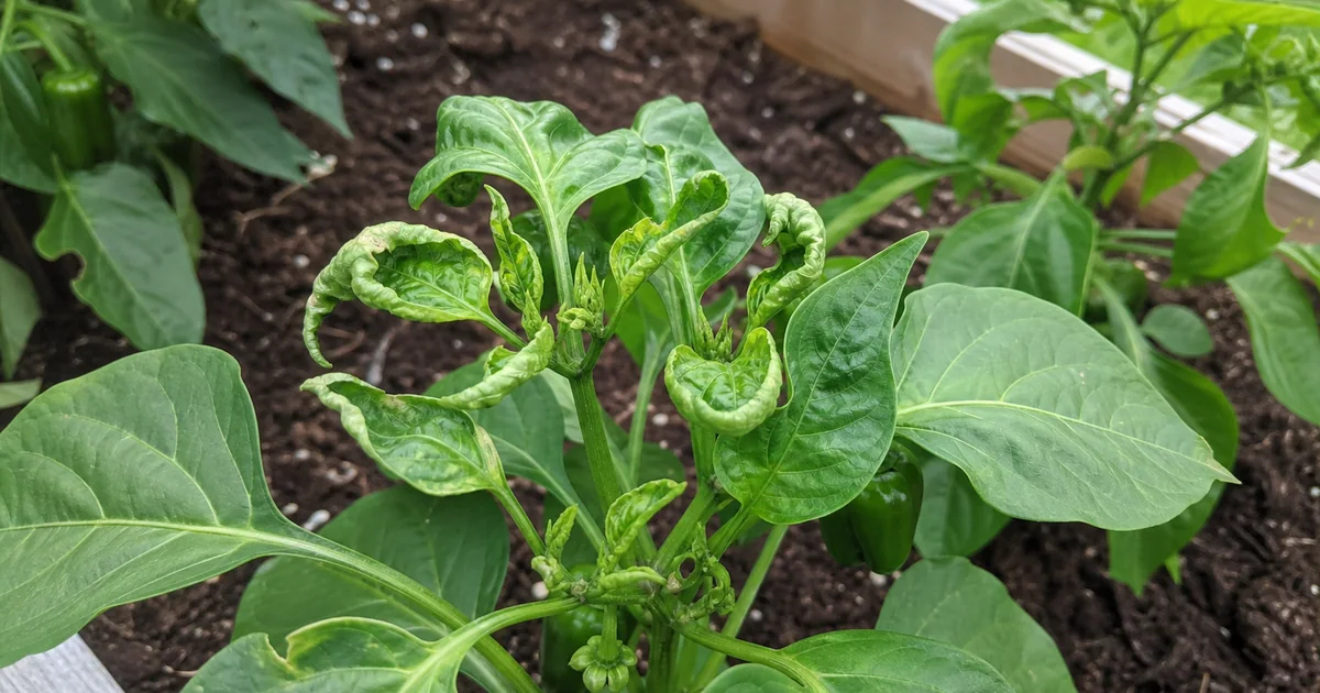 Pepper plant with curled new leaves in a raised garden bed