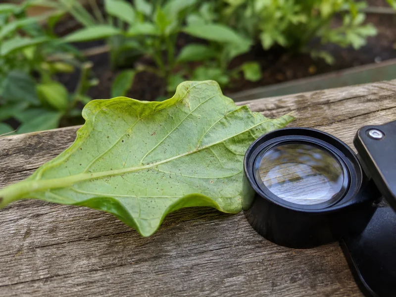 Pepper Plant Leaves Curling: What the Shape Means - visual guide and reference