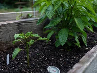 Pepper Plants Not Growing: Why They Stalled