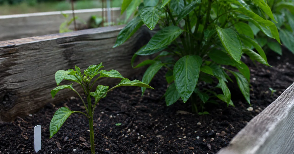 Small stalled pepper plant growing beside a larger healthy pepper plant