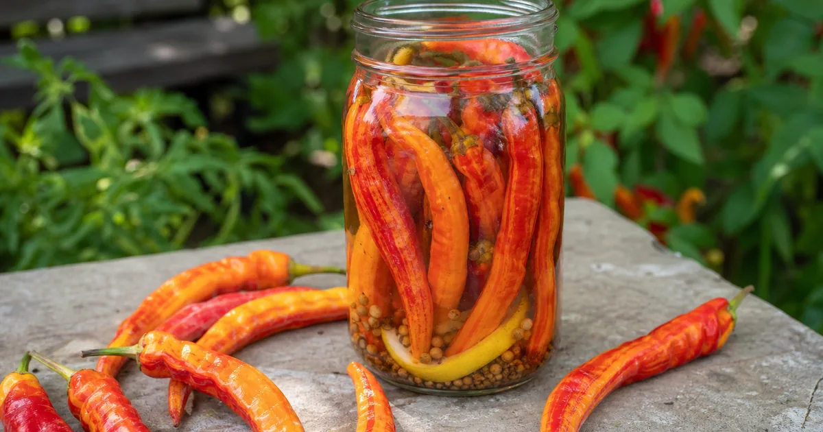 Ripe peach colored Sugar Rush peppers beside a jar of light vinegar brine