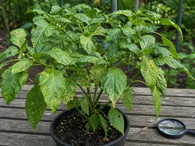 Spots on Pepper Leaves: Read the Pattern Before You Spray