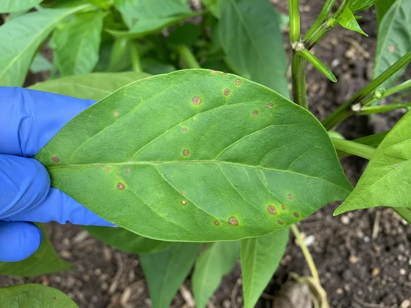 Round brown lesions scattered across a pepper leaf