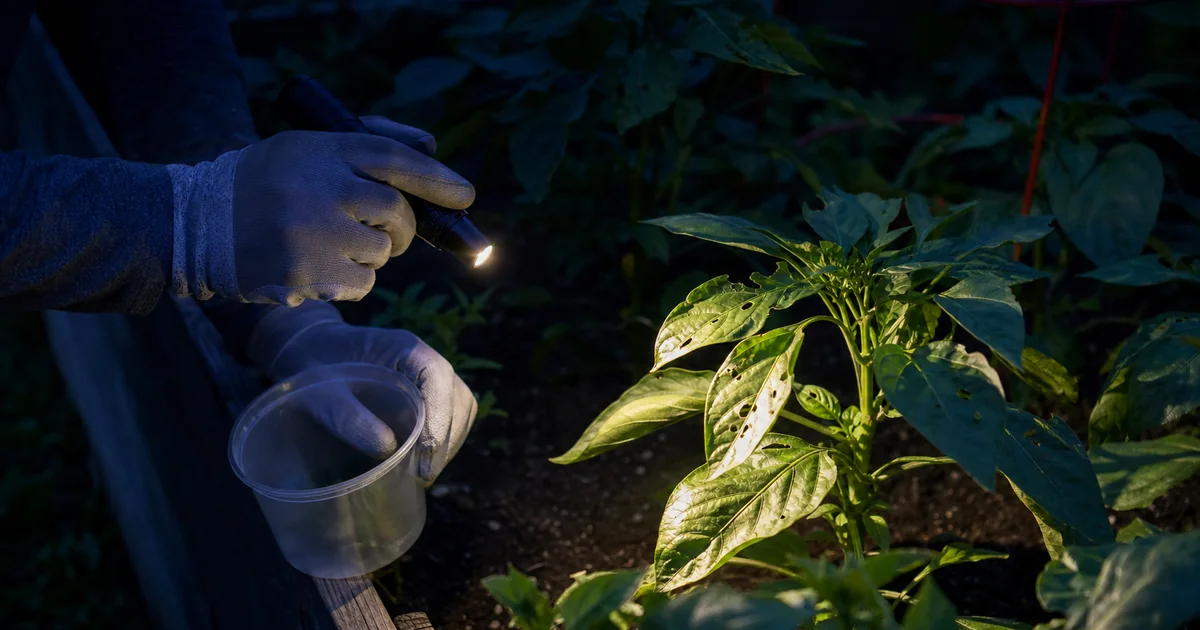 Gardener using a flashlight to inspect chewed pepper leaves after dark