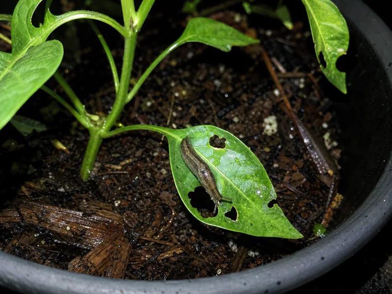 Slug beside a ragged hole and silver trail on a pepper leaf