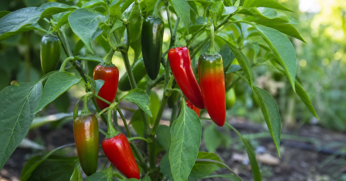 Mixed green and ripe peppers ready for harvest on a garden plant