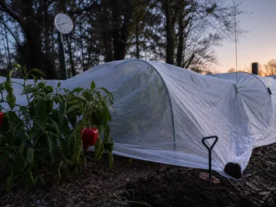 Will Frost Kill Pepper Plants? Cover, Harvest, or Let Go