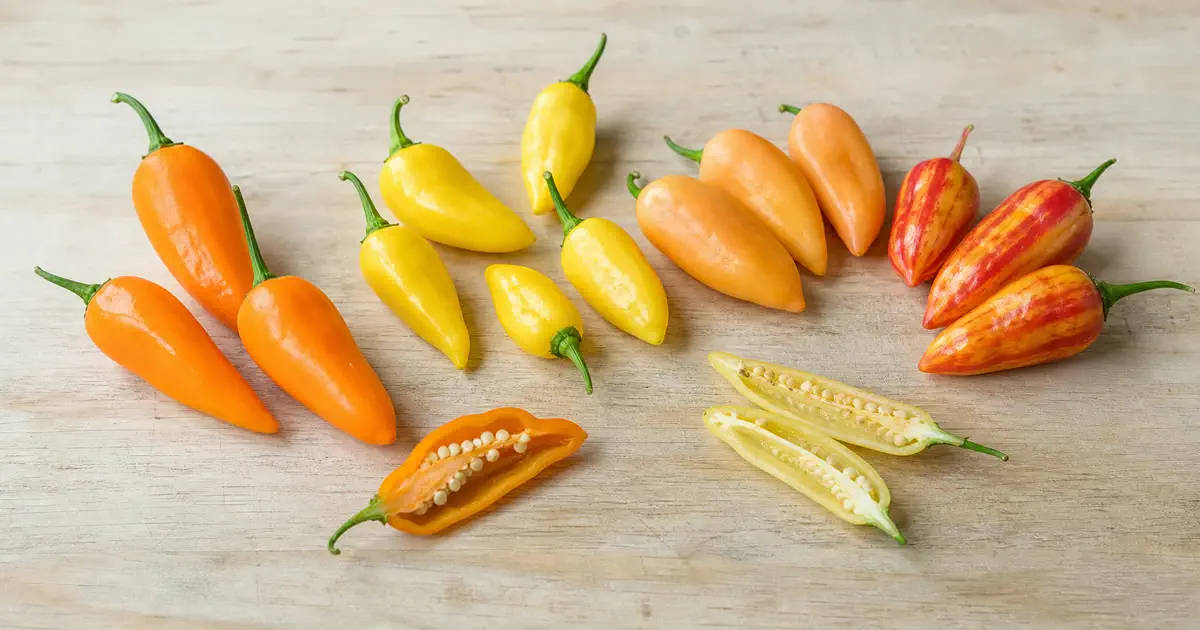 Capsicum baccatum peppers including orange aji, yellow lemon drop, and striped sugar rush varieties on a light board